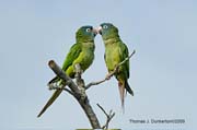 BlueCrownedParakeet