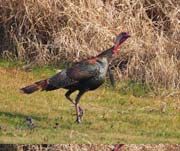 TURKEY-9879