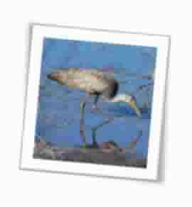 Limpkin
