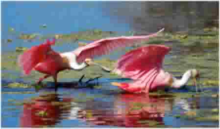 Roseate Spoonbills