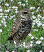 Owl seen at the Everglades Birding Festival