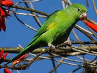A green bird on a tree branch

Description automatically generated with medium confidence