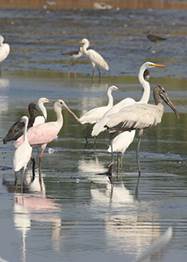 A group of birds standing in water

Description automatically generated with medium confidence