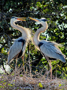 great blue herons