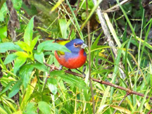 painted bunting