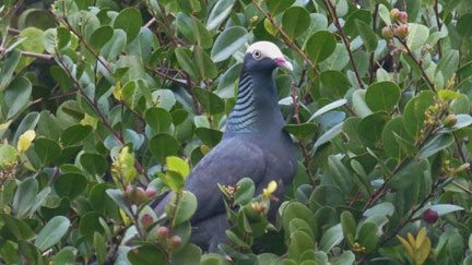 White crowned Pigeon