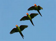 Red masked Parakeet