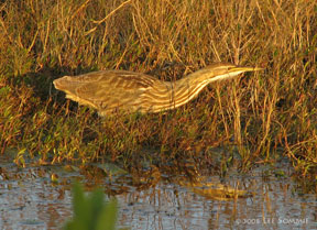 American bittern