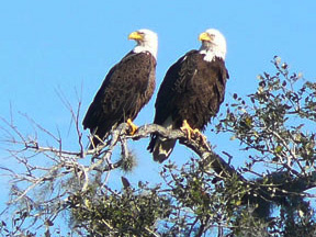 Bald Eagles