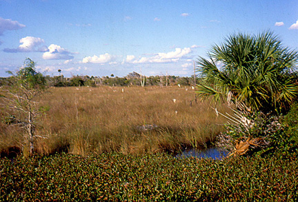 Everglades prarie