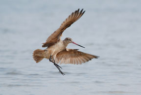 Marbled Godwit