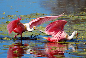 Roseatte Spoonbills
