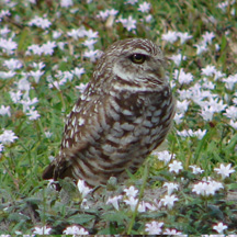 Burrowing Owl