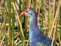 Grey headed Swamphen