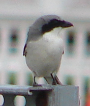 loggerhead shrike