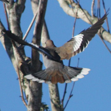 white winged dove