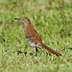 brown thrasher