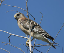 red shouldered hawk