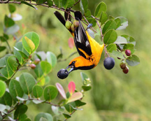 spot breasted oriole