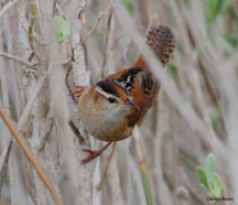marsh wren