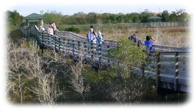 Everglades Birding Festival Chapel Trail Boardwalk